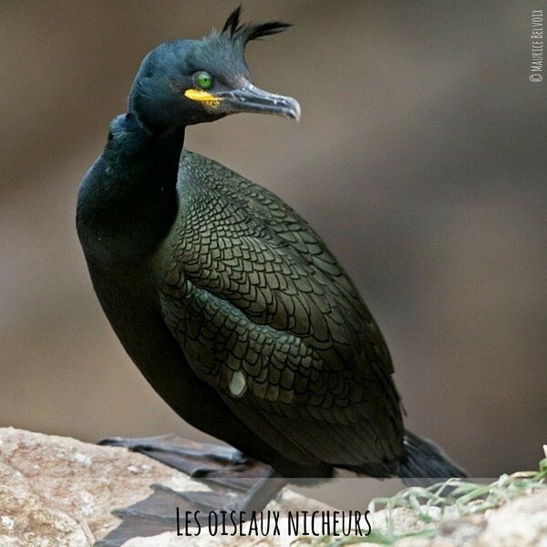 les oiseaux nicheurs